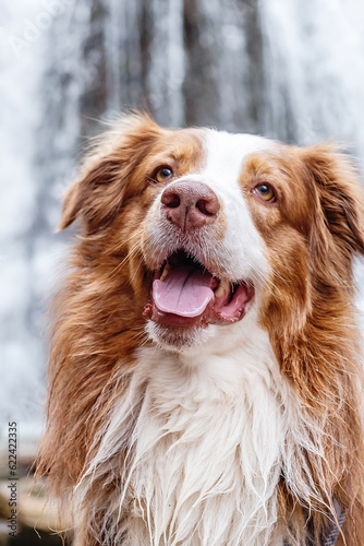 Portrait of a healthy happy dog ​​with long hair on the background of a waterfall.