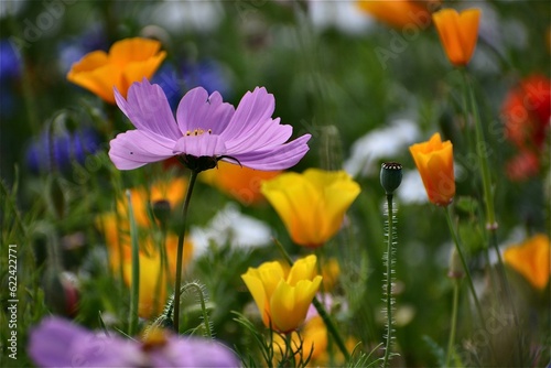 Wild flower field in the summer sunshine with vibrant coloured petals and flower heads of various mixed species.