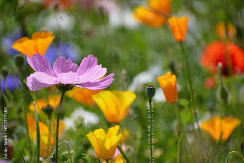 Wild flower field in the summer sunshine with vibrant coloured petals and flower heads of various mixed species.