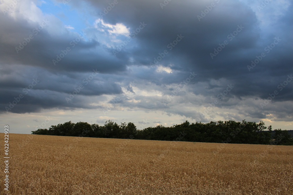 A field of wheat under a cloudy sky A field of wheat under a cloudy sky