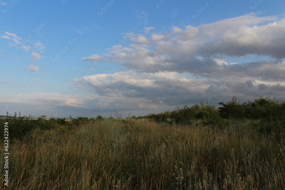 A field of tall grass and trees