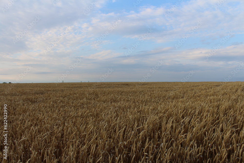 A field of wheat under a blue sky
