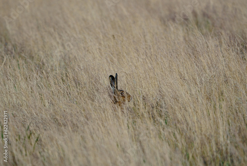 hare in dried grass