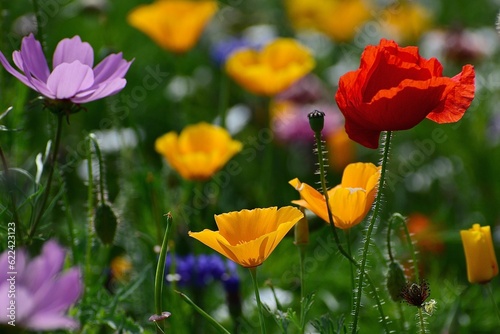 Wild flower field in the summer sunshine with vibrant coloured petals and flower heads of various mixed species.