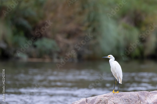 Snowy Egret resting on a rock along the river