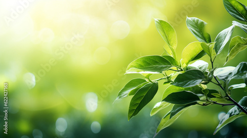 Green leaves, green plant background