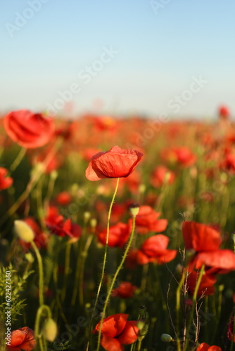 A poppy field in summer at sunset