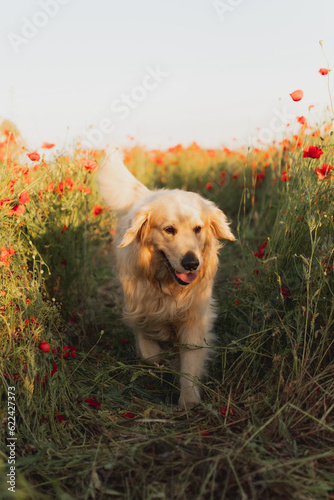 Golden Retriever in a poppy field at sunset