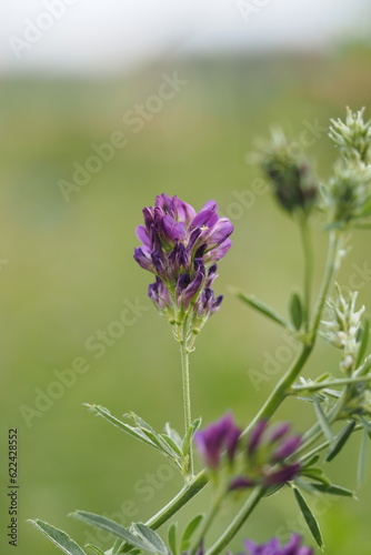 fleur de luzerne medicago sativa culture agriculture plante fourrag  re engrais vert fabac  e l  gumineuse fleur mauve jolie fleur