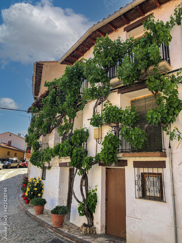 Fototapeta Naklejka Na Ścianę i Meble -  Facade of house wrapped with vegetation, Orihuela del tremedal, Teruel