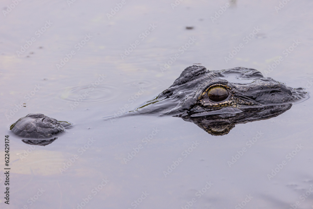 Obraz premium Alligator snout sticking out of the water