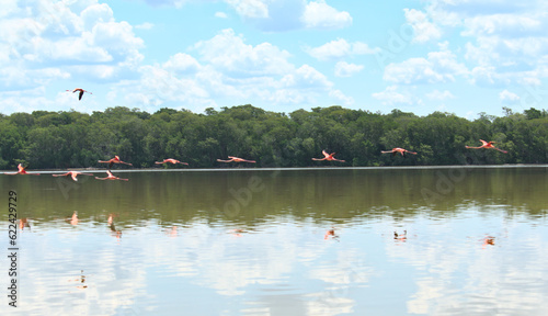 Group of flamingos flying over a river near the mangroves