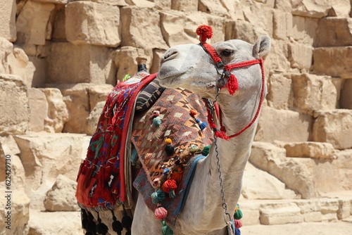 camel that looks beautiful