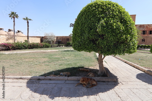 Shadow is home to an outdoor dog family
