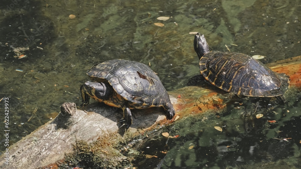 Pond Slider Water Turtle Sitting on Wooden Branch Tree Stump Pond Slider Water Turtle Sitting on Wooden Branch Tree Stump