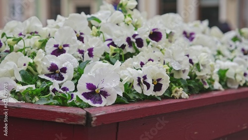 Beautiful White and Purple Pansies Flowers Growing in Retro Style Wooden Flower Pot