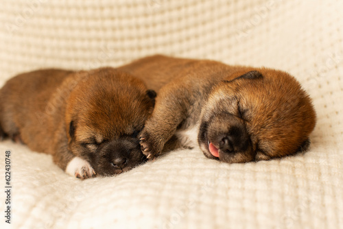 Newborn shiba inu puppies sleep together on a white blanket © love_dog_photo