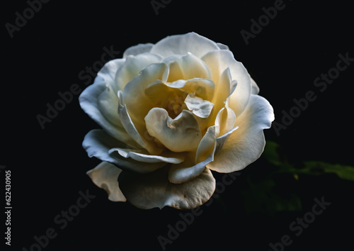 Fototapeta Naklejka Na Ścianę i Meble -  Dramatic single white rose against black background, macro detail close up shadows