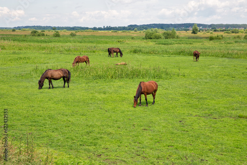 Herd of brown horses grazing in the meadow © Panama