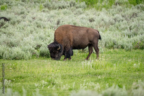 bison grazing in green prairie