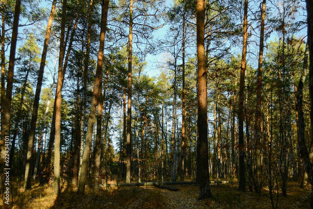 Fototapeta premium Tall pine trunks are illuminated by the evening sun in a dense autumn forest