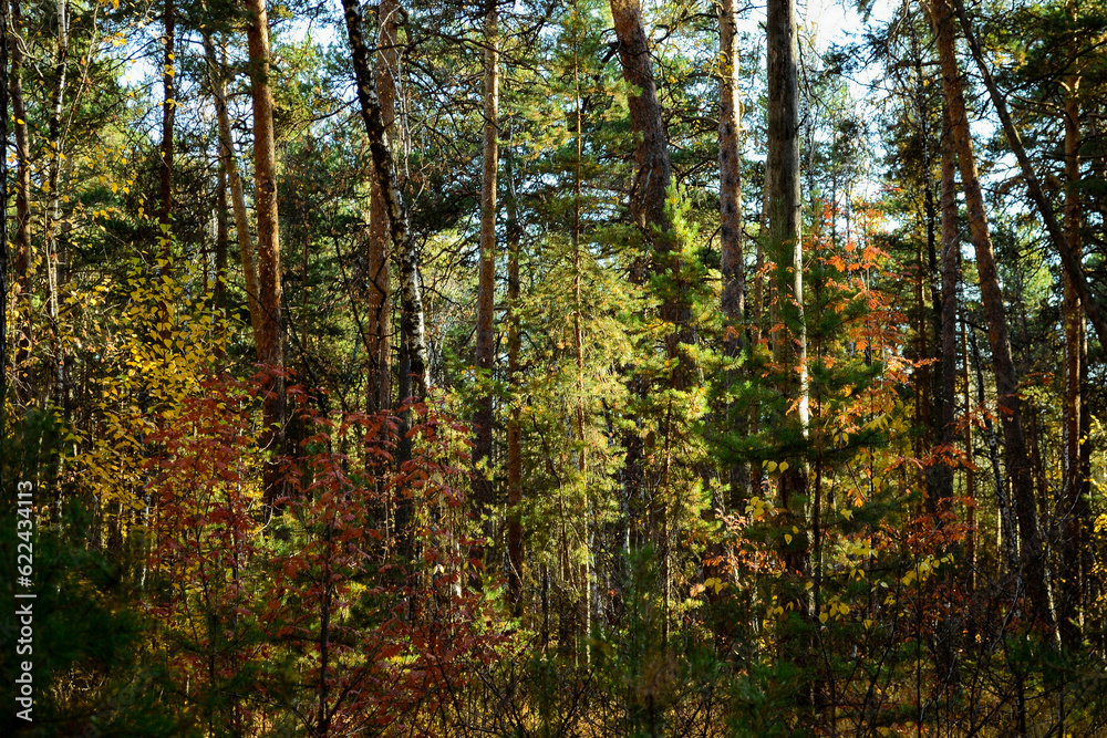 Multicolored leaves in the dense thicket of the autumn forest Multicolored leaves in the dense thicket of the autumn forest