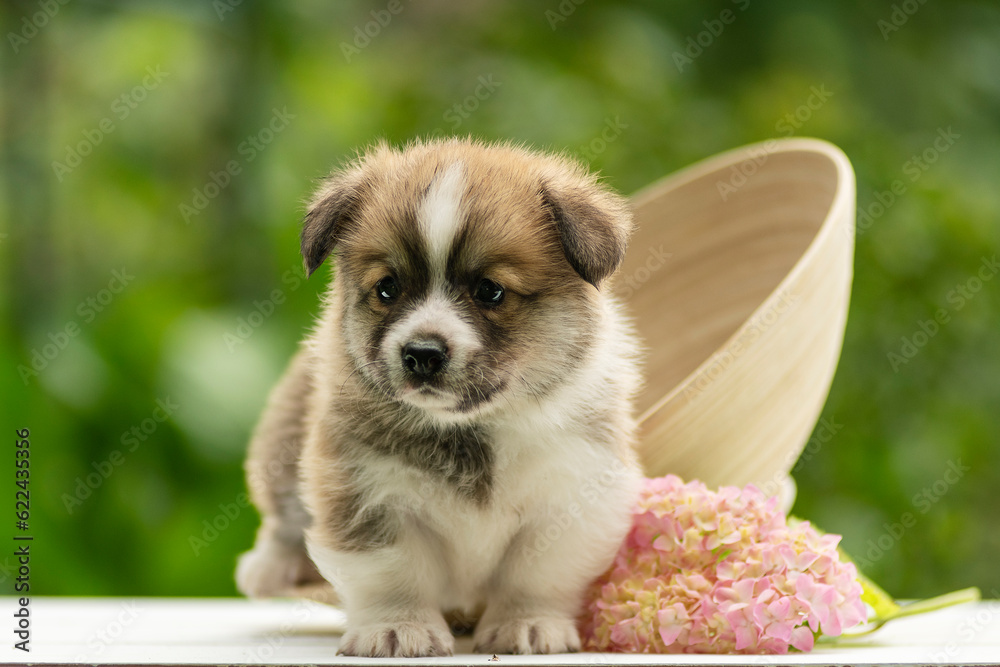 Cute Welsh Corgi Pembroke puppy poses in summer on a green lawn