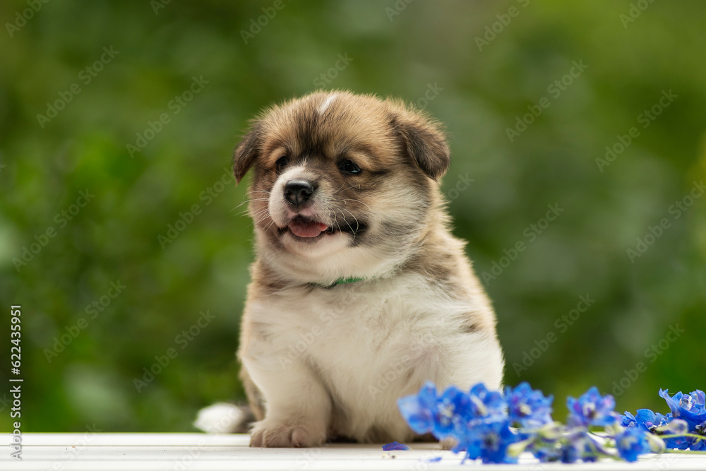 Cute Welsh Corgi Pembroke puppy poses in summer on a green lawn