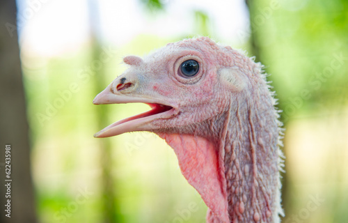 Close-up portrait of a turkey
