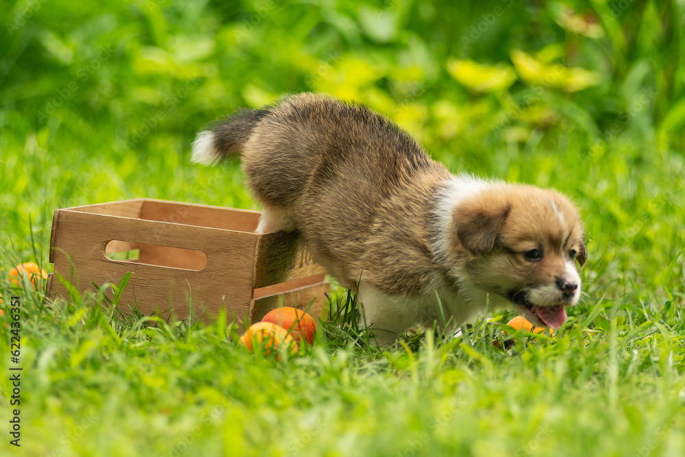 Obraz premium A Welsh corgi puppy plays on a green lawn in summer