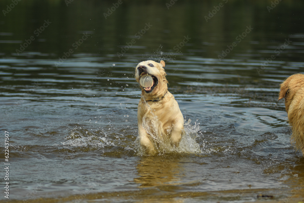Golden Retriever jumps in the water Golden Retriever jumps in the water