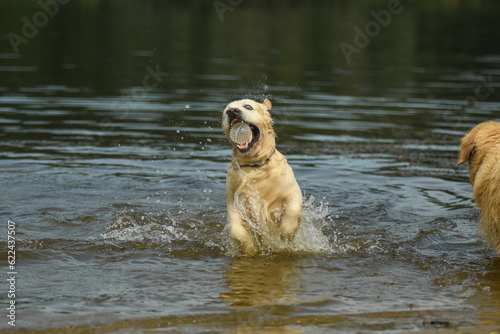 Golden Retriever jumps in the water © love_dog_photo