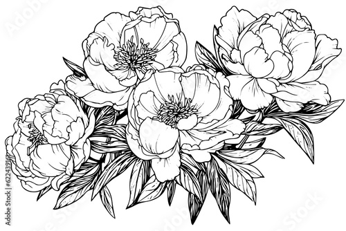 Peony flower and leaves drawing. Vector hand drawn engraved ink illustration
