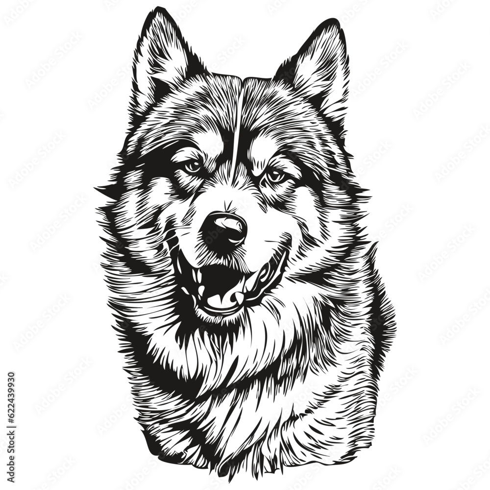 Malamute dog realistic pencil drawing in vector, line art illustration of dog face black and white realistic breed pet Malamute dog realistic pencil drawing in vector, line art illustration of dog face black and white realistic breed pet