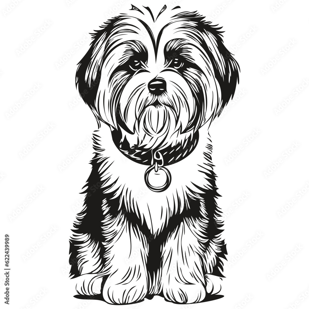 Tibetan Terrier dog realistic pet illustration, hand drawing face black and white vector