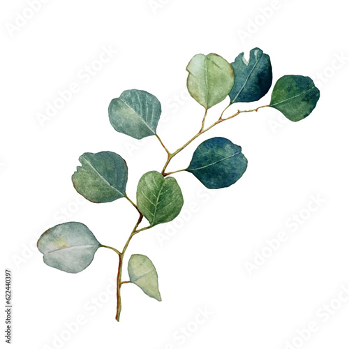 Eucalyptus also known as the gum tree leaves on branch isolated on white watercolor illustration. Eucalyptus plant herbal alternative medical care leaves. Green medical herbs gum tree branch.