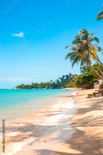 vertical landscape. Tall coconut palms on the sea coast with a sandy beach. Travel and tourism