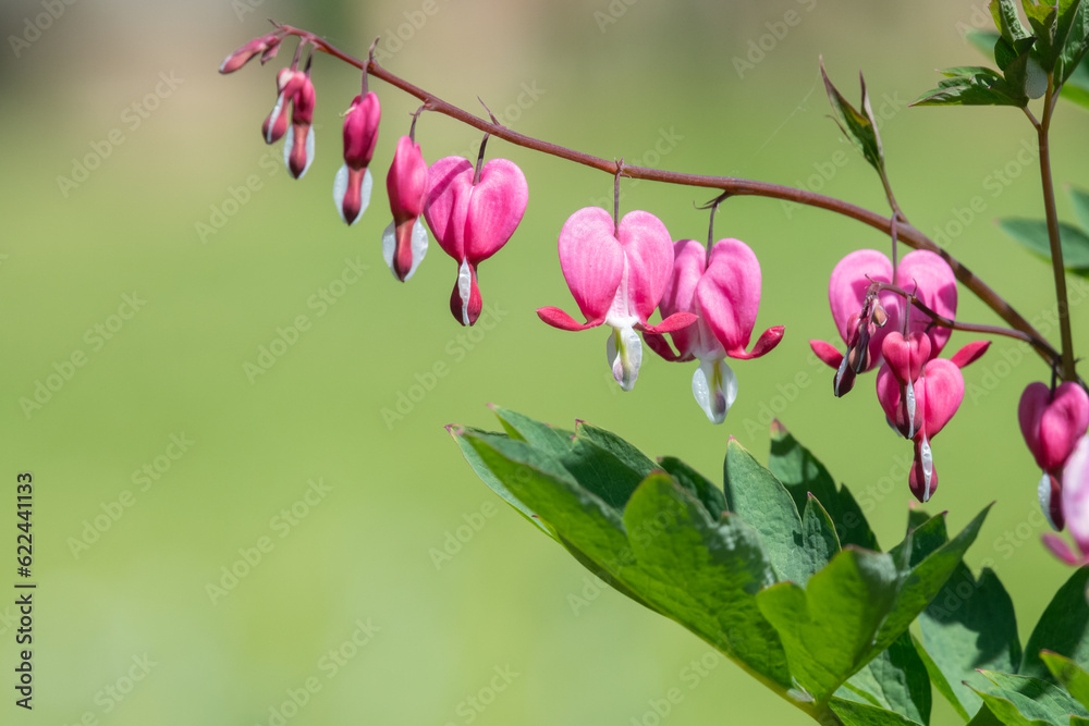 Close up of bleeding heart (dicentra spectabilis) flowers in bloom Close up of bleeding heart (dicentra spectabilis) flowers in bloom
