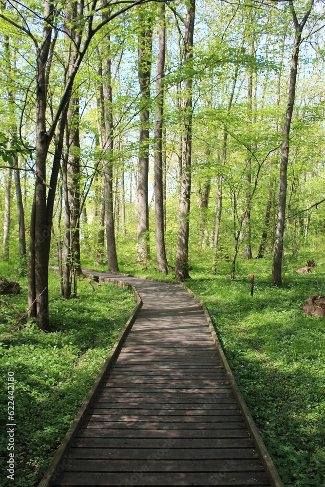 Obraz premium path in the forest
