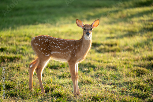 Backlit white-tailed deer fawn