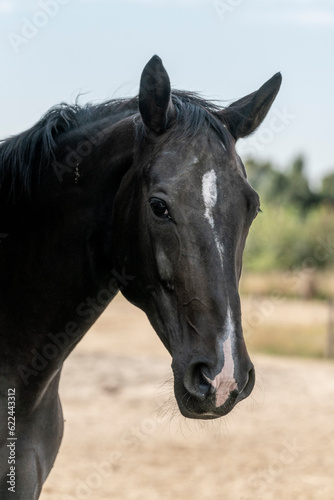 horse portrait looking pretty © PIC by Femke