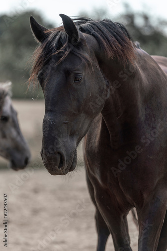 horse living in paddock paradise free © PIC by Femke