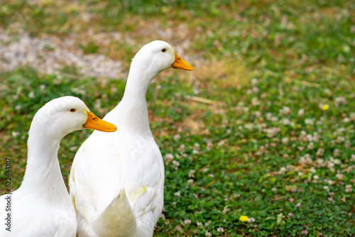 Two white geese on green grass looking away. Place for text.
