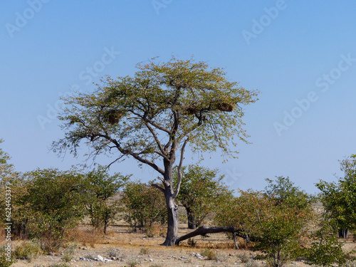 Landscape in a Etosha National Park near a waterhole Gemsbokvlakte in Namibia Africa photo