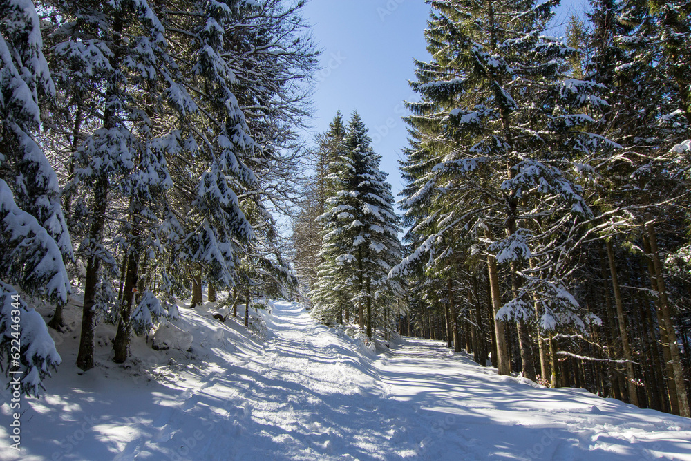 Fototapeta premium Rando raquette dans les Vosges