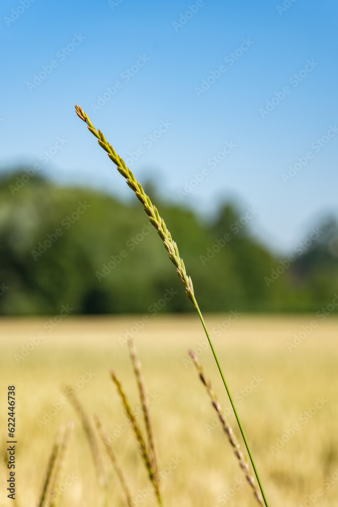 Obraz premium Zbliżenie na trawy z krajobrazu wiejskiego w porze letniej, pola kwitnące a wraz z nimi plony i drzewa w oddali na tle błękitnego nieba z niemalże bezchmurną pogodą