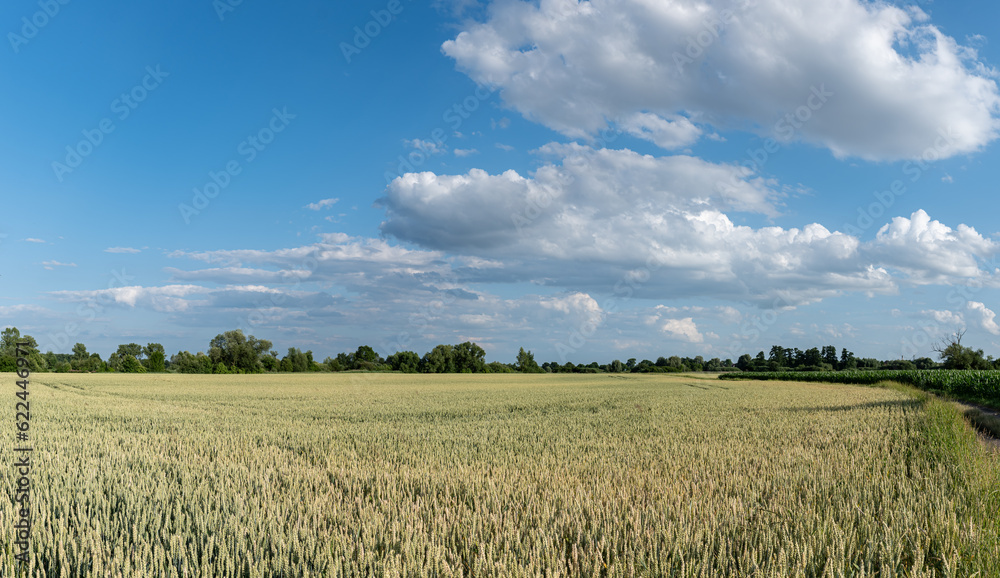 Panoramiczny krajobraz pola uprawnego w okresie wzrostów pory letniej w zachodniej Polsce - obrazy, fototapety, plakaty 