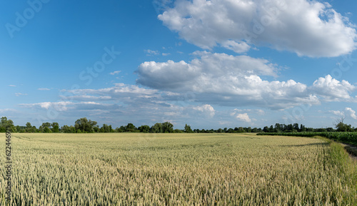 Panoramiczny krajobraz pola uprawnego w okresie wzrostów pory letniej w zachodniej Polsce photo