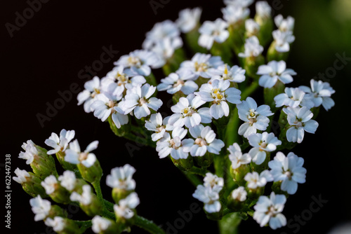 Zbliżenie na małe białe kwiaty