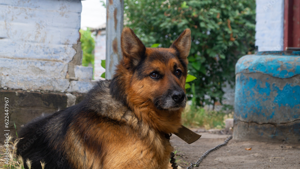The dog lies. German shepherd lying. Portrait of a German Shepherd The dog lies. German shepherd lying. Portrait of a German Shepherd